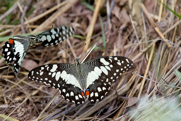 Chequered Swallowtail (Papilio demoleus). Photo R. Ashdown