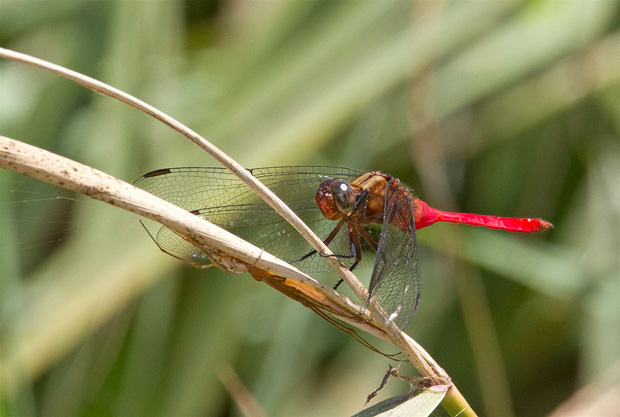 Scarlet Percher (Diplacodes haematodes)