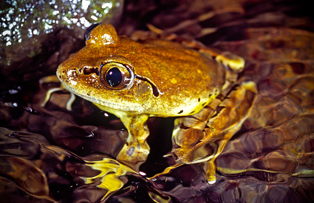 Fleay's Barred Frog