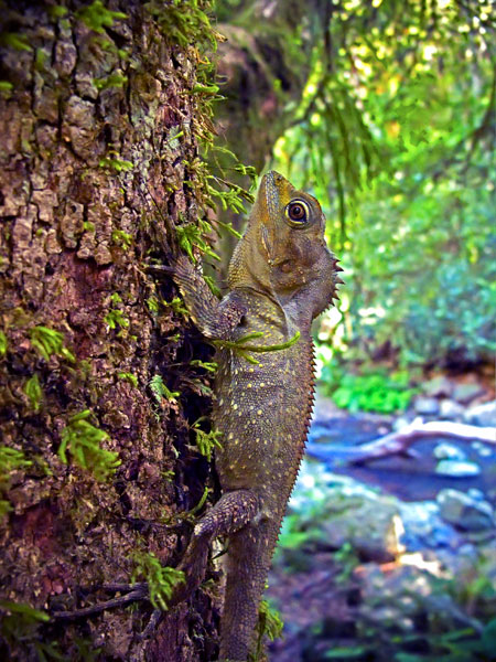 Southern Angle-headed Dragon