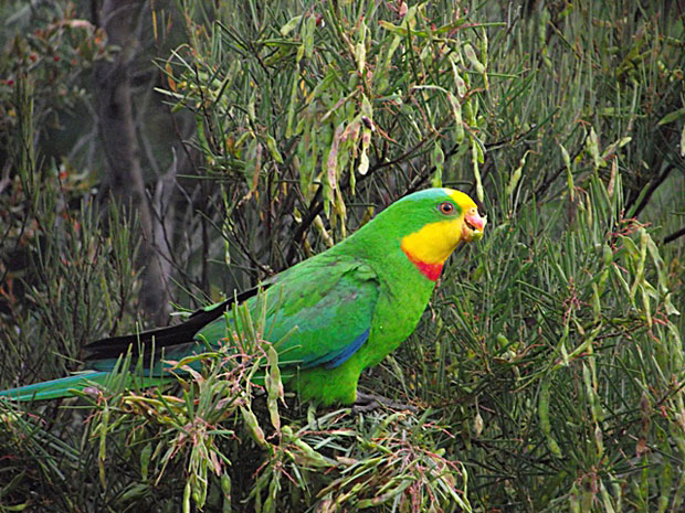 Superb Parrot, Canberra.