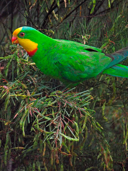 Superb-parrot-Canberra