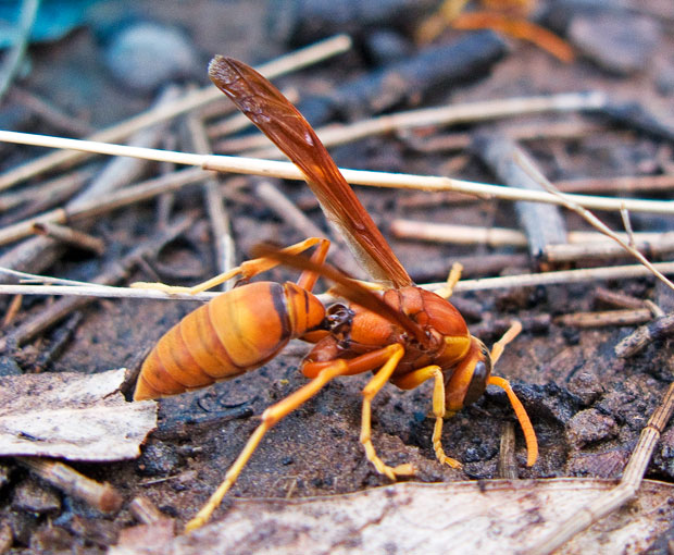 Mud wasp gathering mud