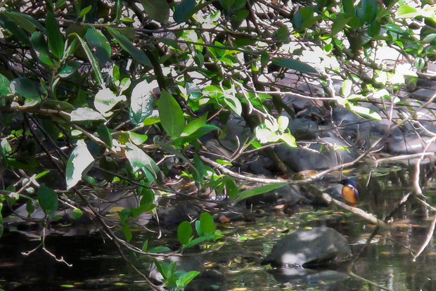 Azure Kingfisher