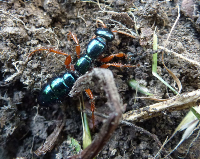 blue-ant