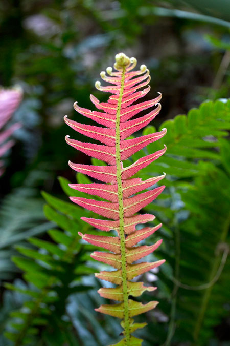 Bracken, Goomburra