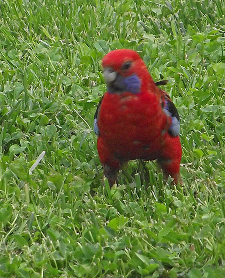 Crimson Rosella, Canberra