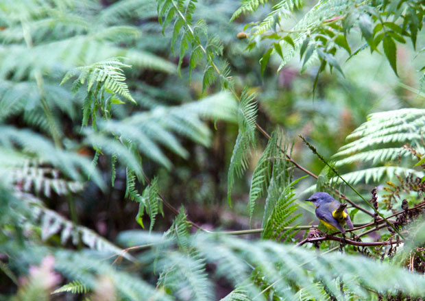 Eastern Yellow Robin