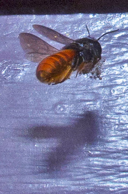 fire-tailed-resin-bee- 1