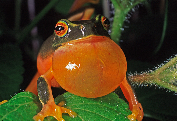 Graceful Tree Frog calling.