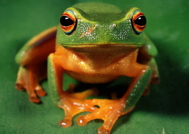 Graceful Tree Frog