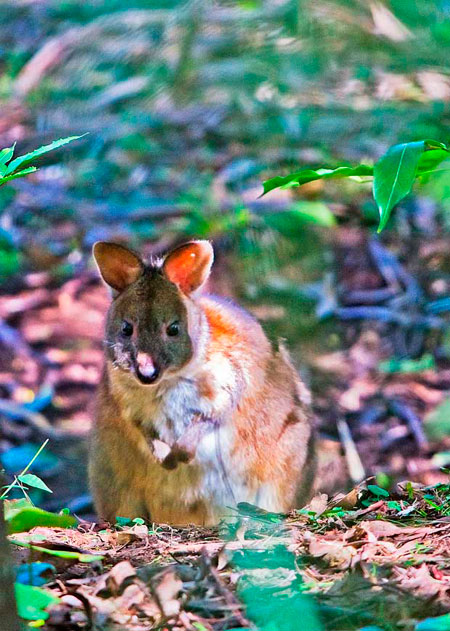 Red-necked Pademelon, Goomburra NP