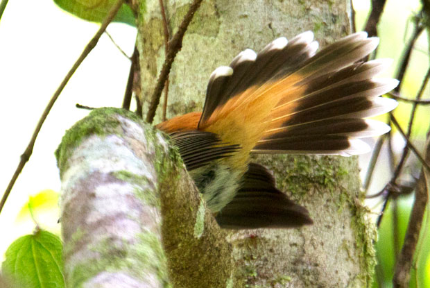 Rufous Fantail, Goomburra NP