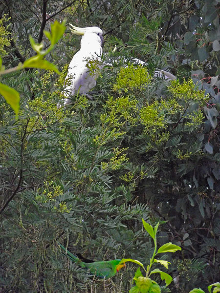 superb-parrot and sulphur-crested cockatoos_ Canberra