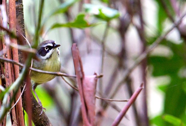 White-browed Scrubwren