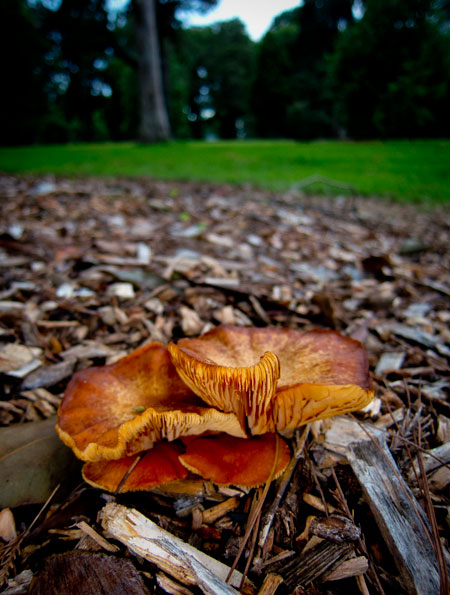 Fungi, Queen's Park, Toowoomba
