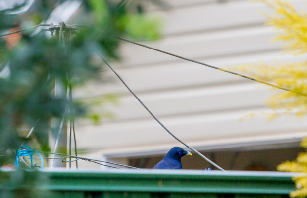 Male Satin Bowerbird