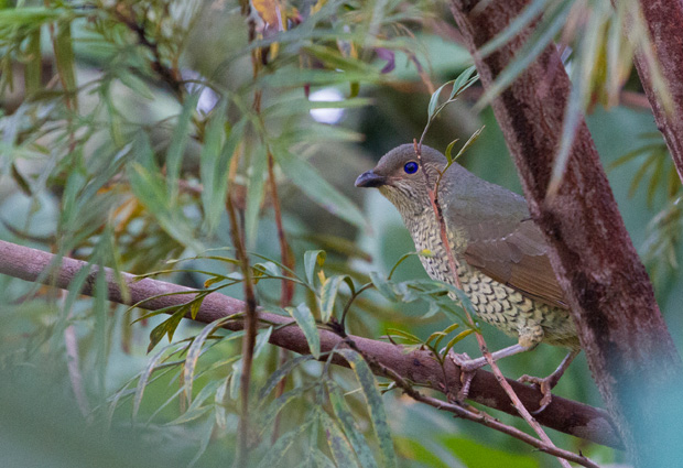 Female Satin Bowerbird