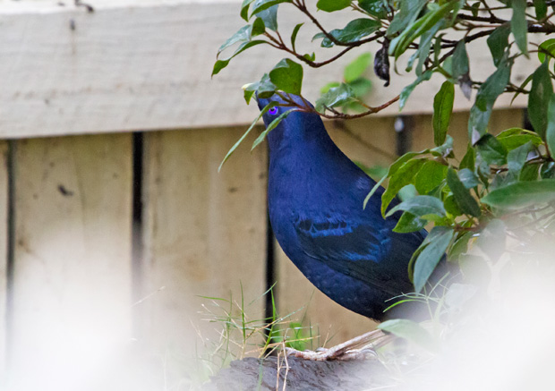 Male Satin Bowerbird