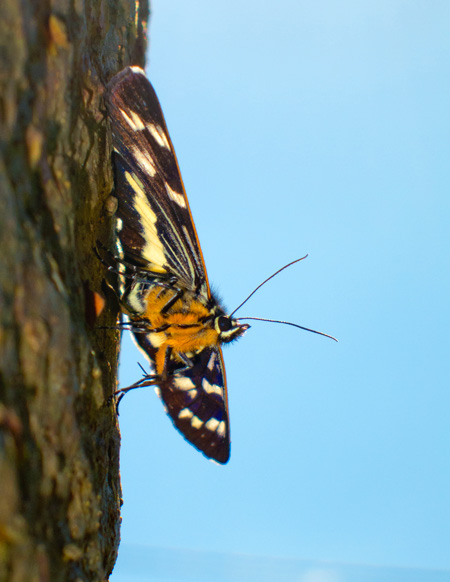 Day Moth, Toowoomba