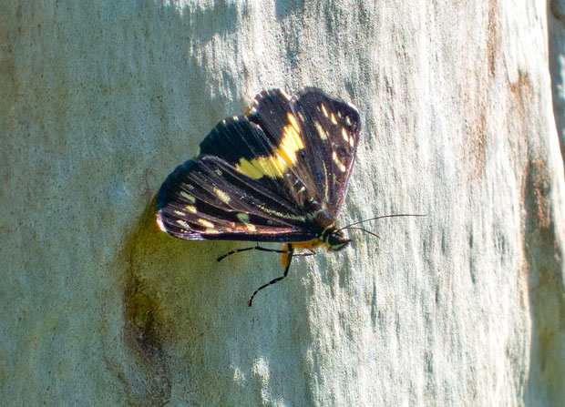 Day Moth, Toowoomba