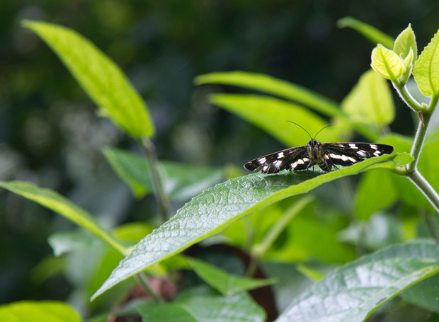 Day Moth, Nightcap Ranges NP, NSW