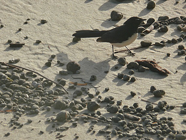 Willy Wagtail, Stradbroke Island. Photo copyright Michael Hines.