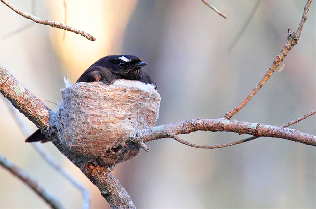 Wiilie Wagtail parent on nest.