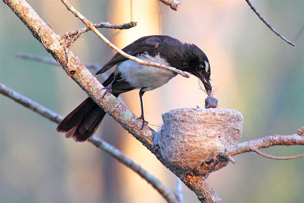 Willie wagtail feeding young.