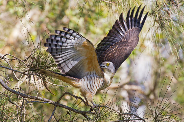 Pacific Baza, Boondall wetlands, Mike Peisley