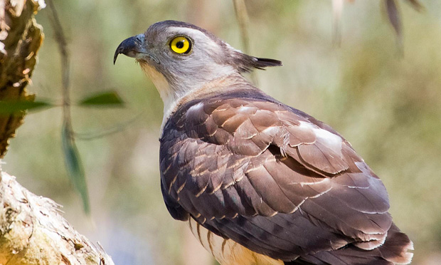 Pacific Baza, Boondall wetlands, Mike Peisley