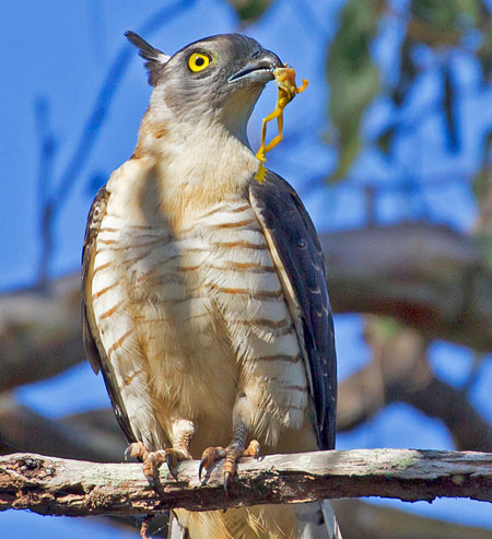 Pacific Baza, Boondall wetlands, Mike Peisley