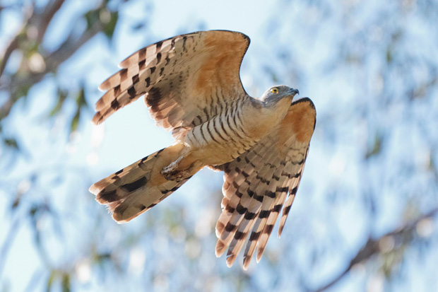 Pacific Baza, Boondall wetlands, Mike Peisley