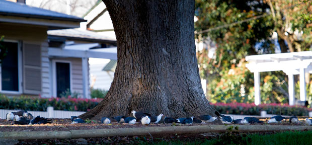 White-headed Pigeons, Toowoomba