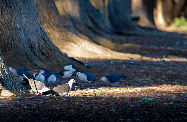 White-headed Pigeons, Toowoomba