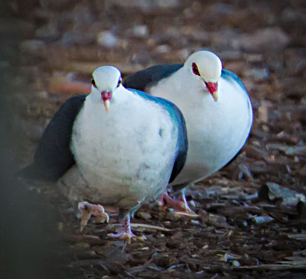 White-headed Pigeons, Toowoomba