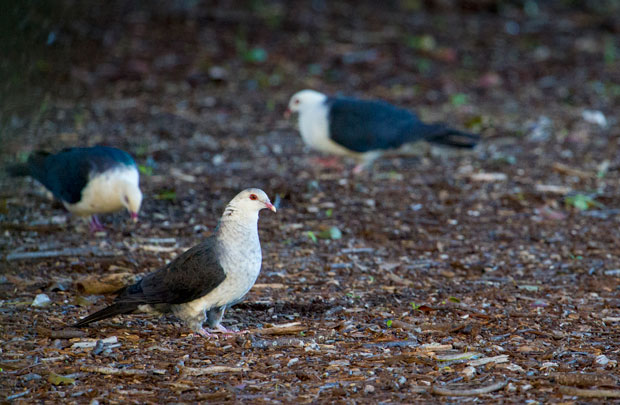 White-headed Pigeons, Toowoomba