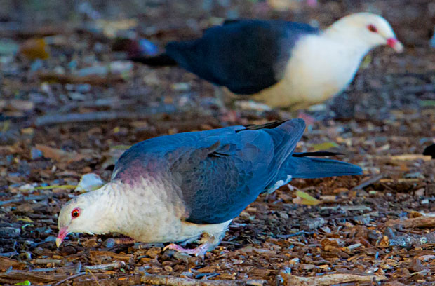 White-headed Pigeons, Toowoomba