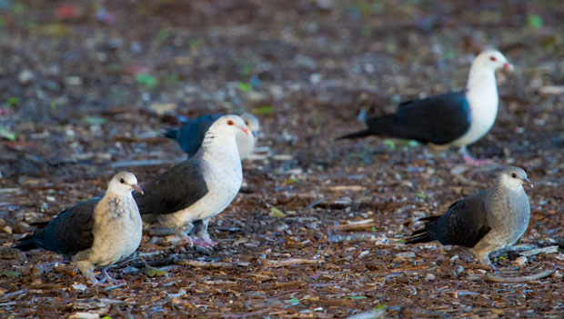 White-headed Pigeons, Toowoomba