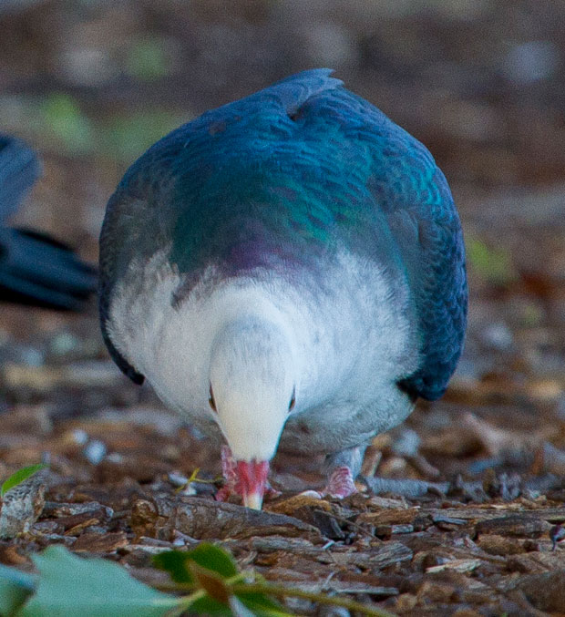 White-headed Pigeons, Toowoomba