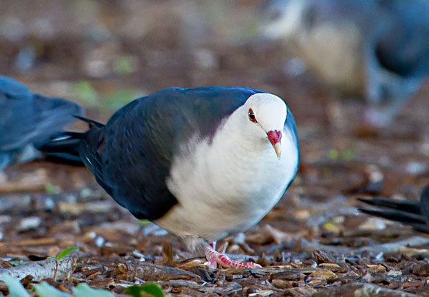 White-headed Pigeons, Toowoomba