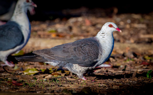 White-headed Pigeons, Toowoomba