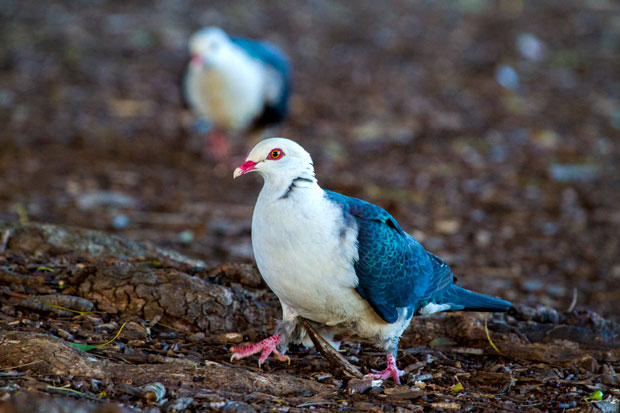 White-headed Pigeons, Toowoomba