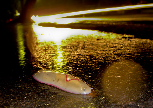 Red Triangle Slug on footpath, Toowoomba.
