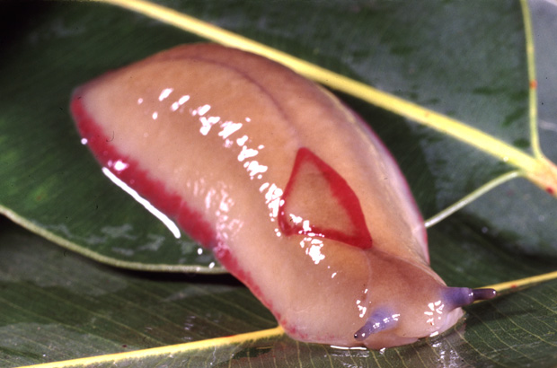 Red Triangle Slug Triboniophorus graeffei.