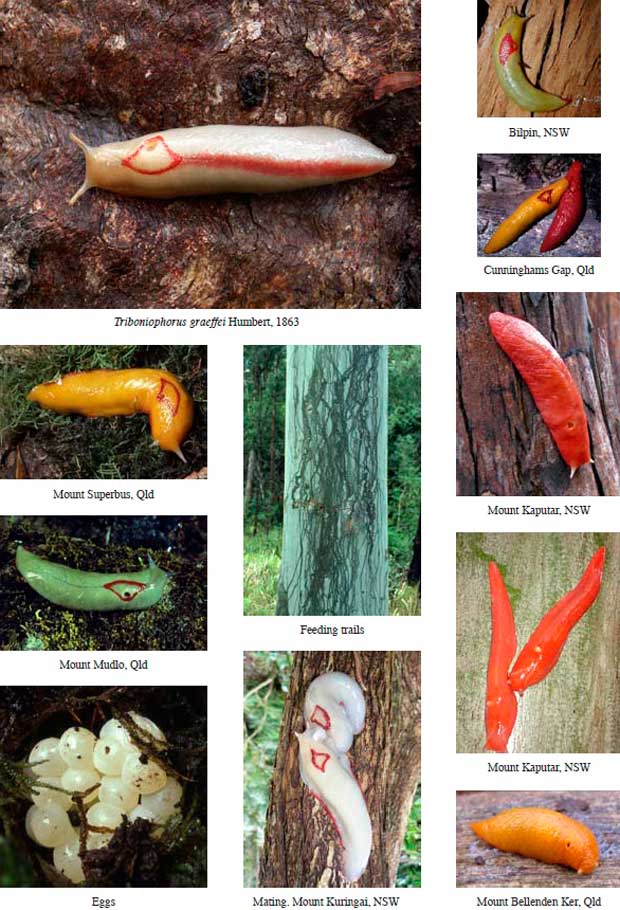 Colour variations in Red Triangle Slugs