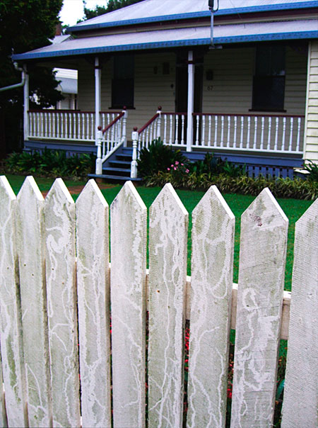 Feeding marks of Red Triangle Slug Triboniophorus graeffei on fence.