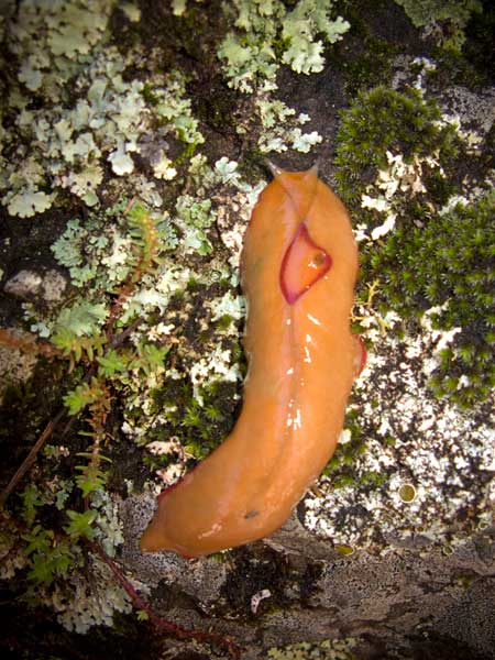 Red Triangle Slug, Mt Mitchell NP, Cunninghams Gap.