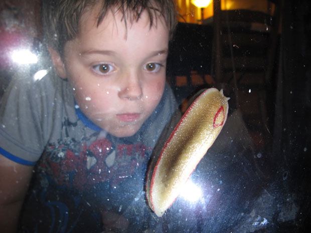 Red Triangle Slug, Triboniophorus graeffei, eating algae on glass window