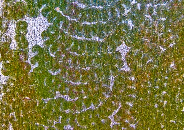 Feeding marks of Red Triangle Slug Triboniophorus graeffei on fence.